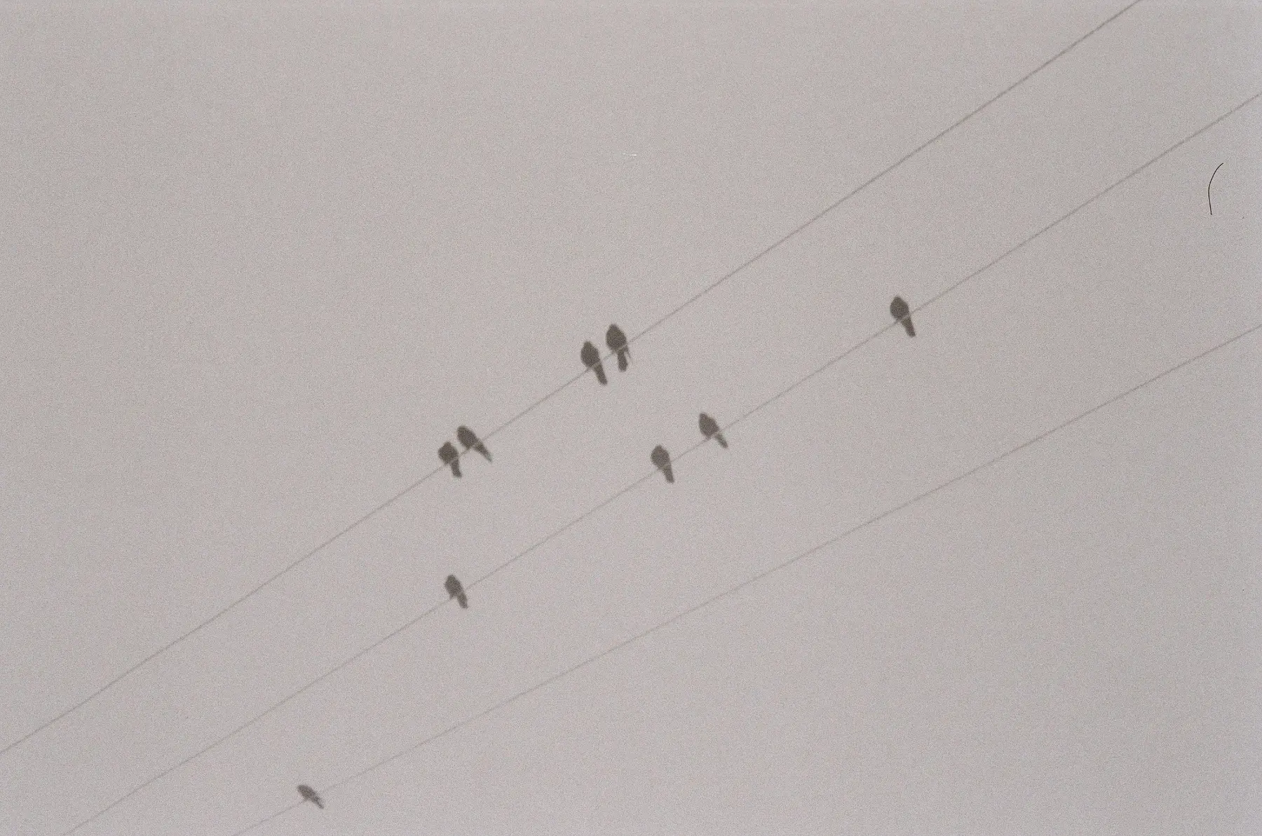 Birds perched on utility wires against a pale sky