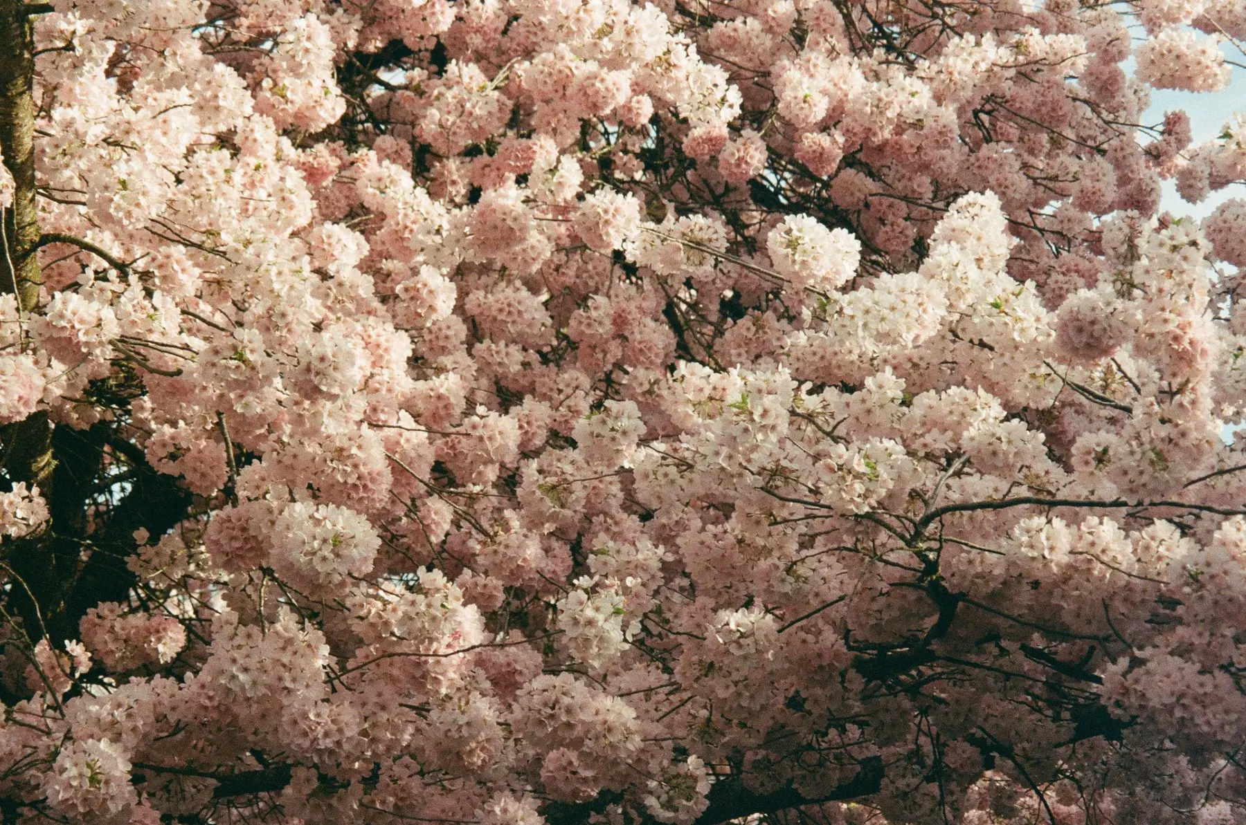 Dense pink cherry blossoms
