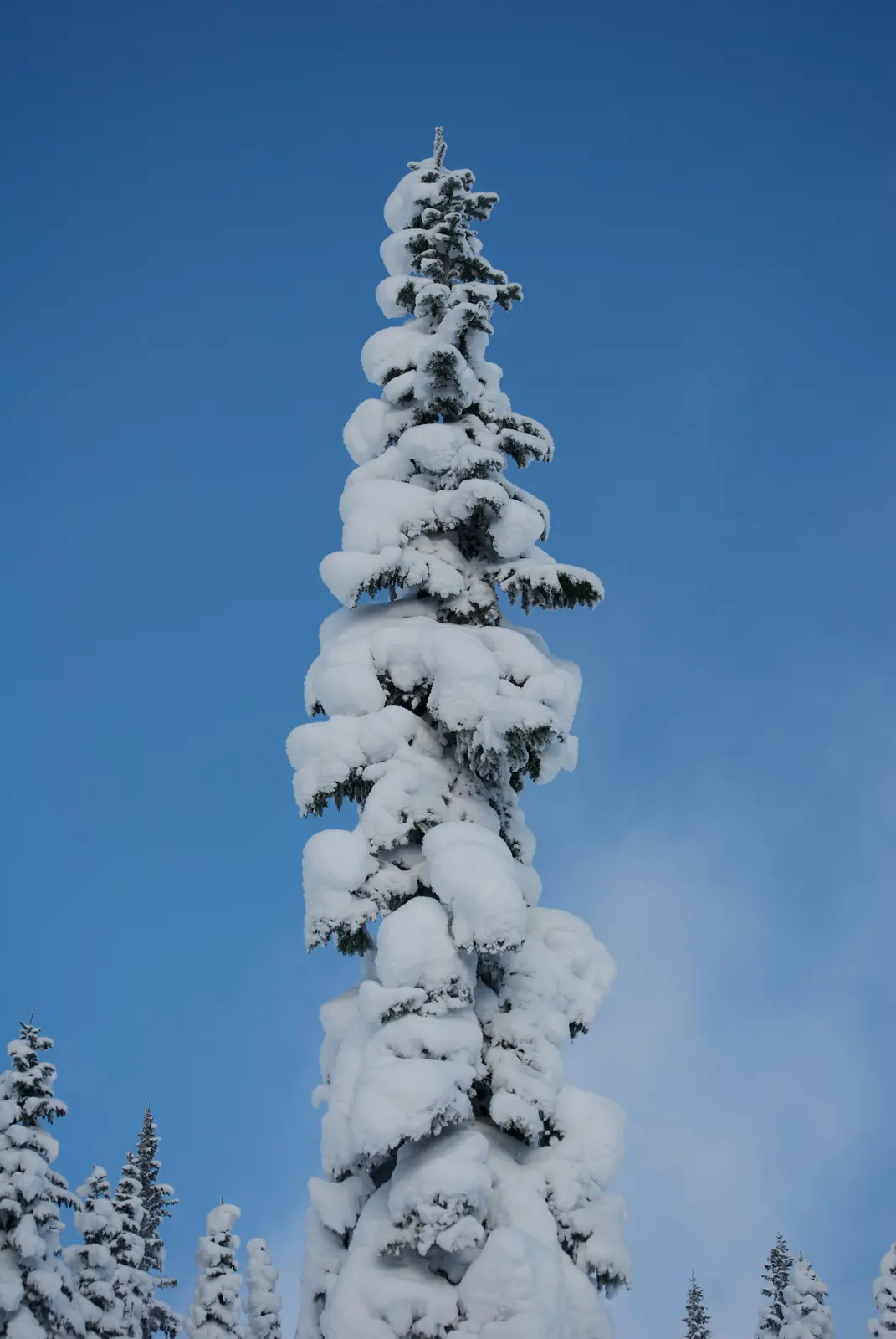 Tall evergreen covered in deep snow against a blue sky
