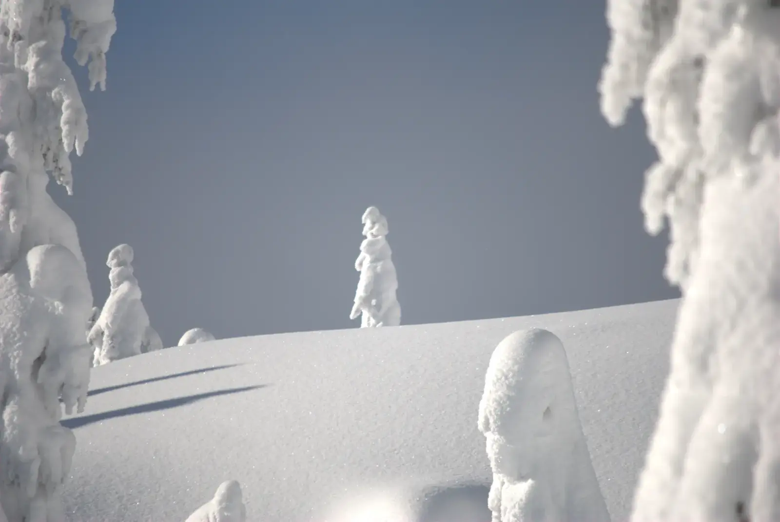 Snow-covered trees and an untouched ridge
