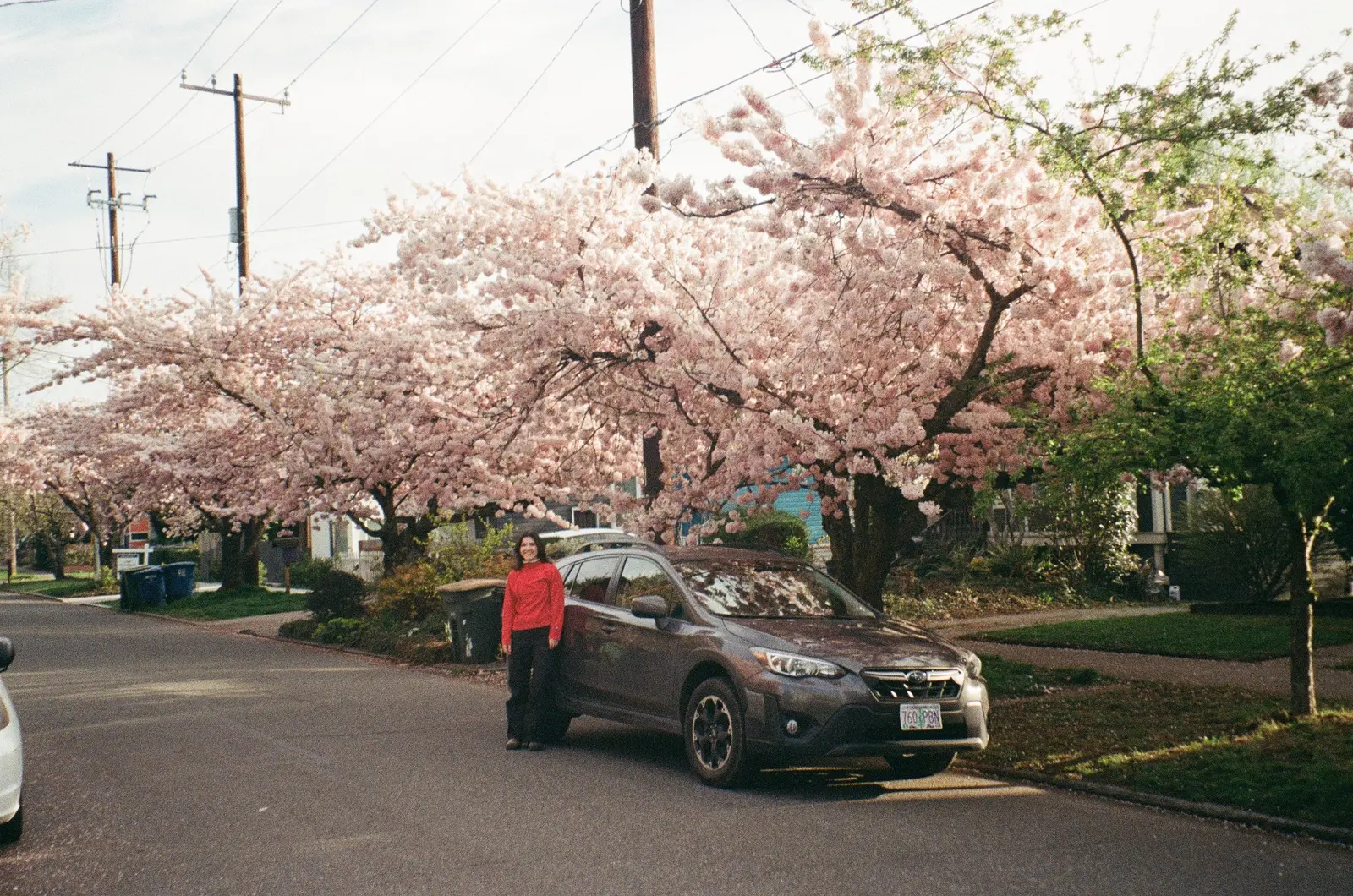 Person standing beside a car beneath blooming cherry trees