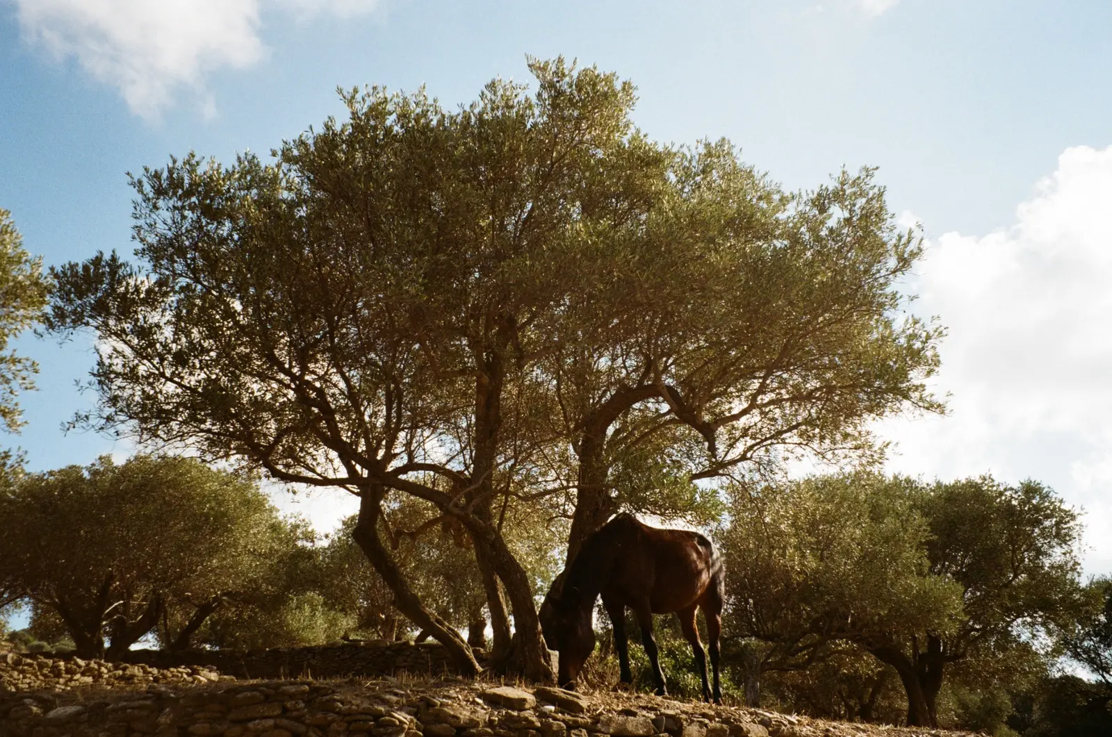 Horse grazing beneath olive trees
